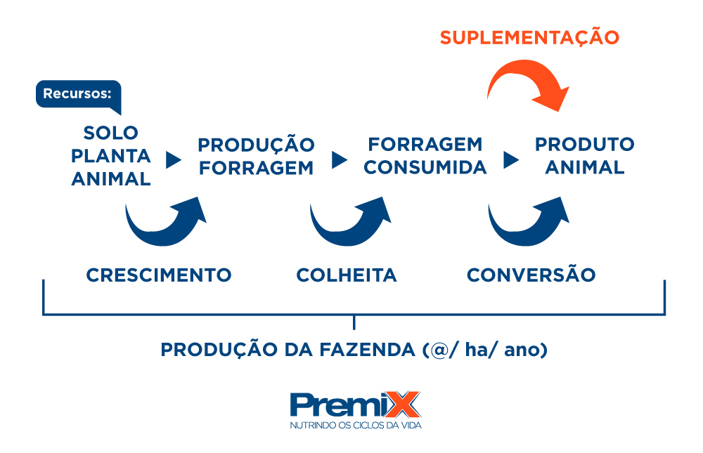 Eficiência do processo de produção e utilização da forragem Eficiência do processo de produção e utilização da forragem