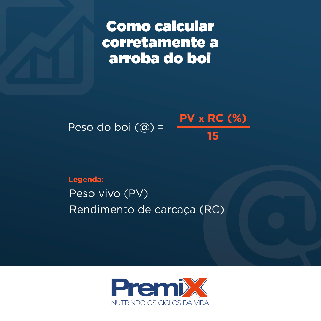 Aprenda a calcular a arroba do boi corretamente