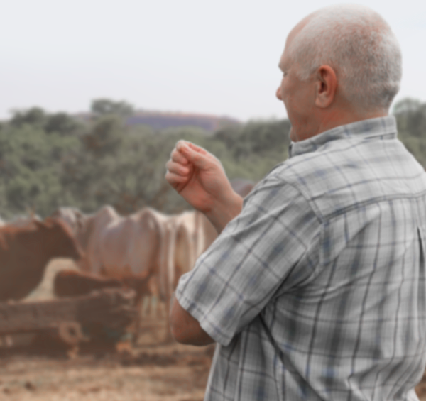 Pecuária: 5 problemas comuns nas fazendas