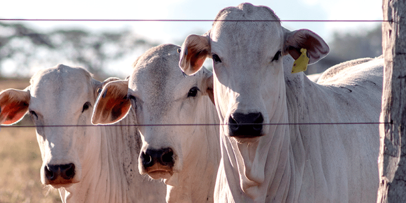 Suplementação da recria de bovinos de corte