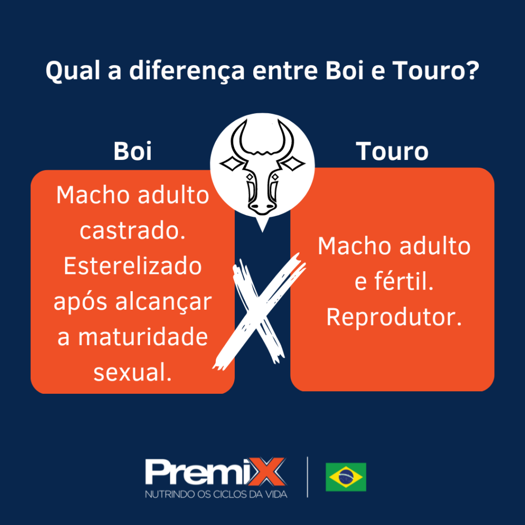 Boi E Touro, Qual A Diferença?