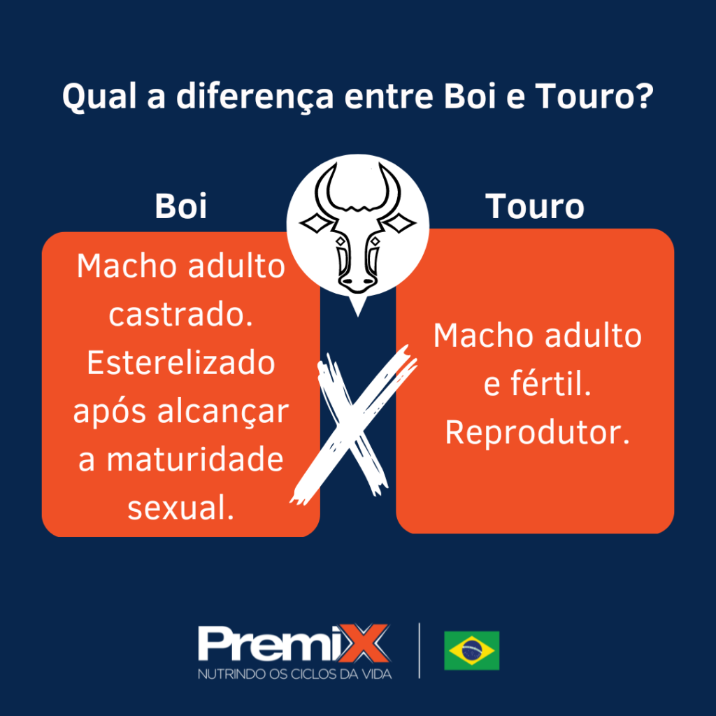 Boi e touro, qual a diferença?