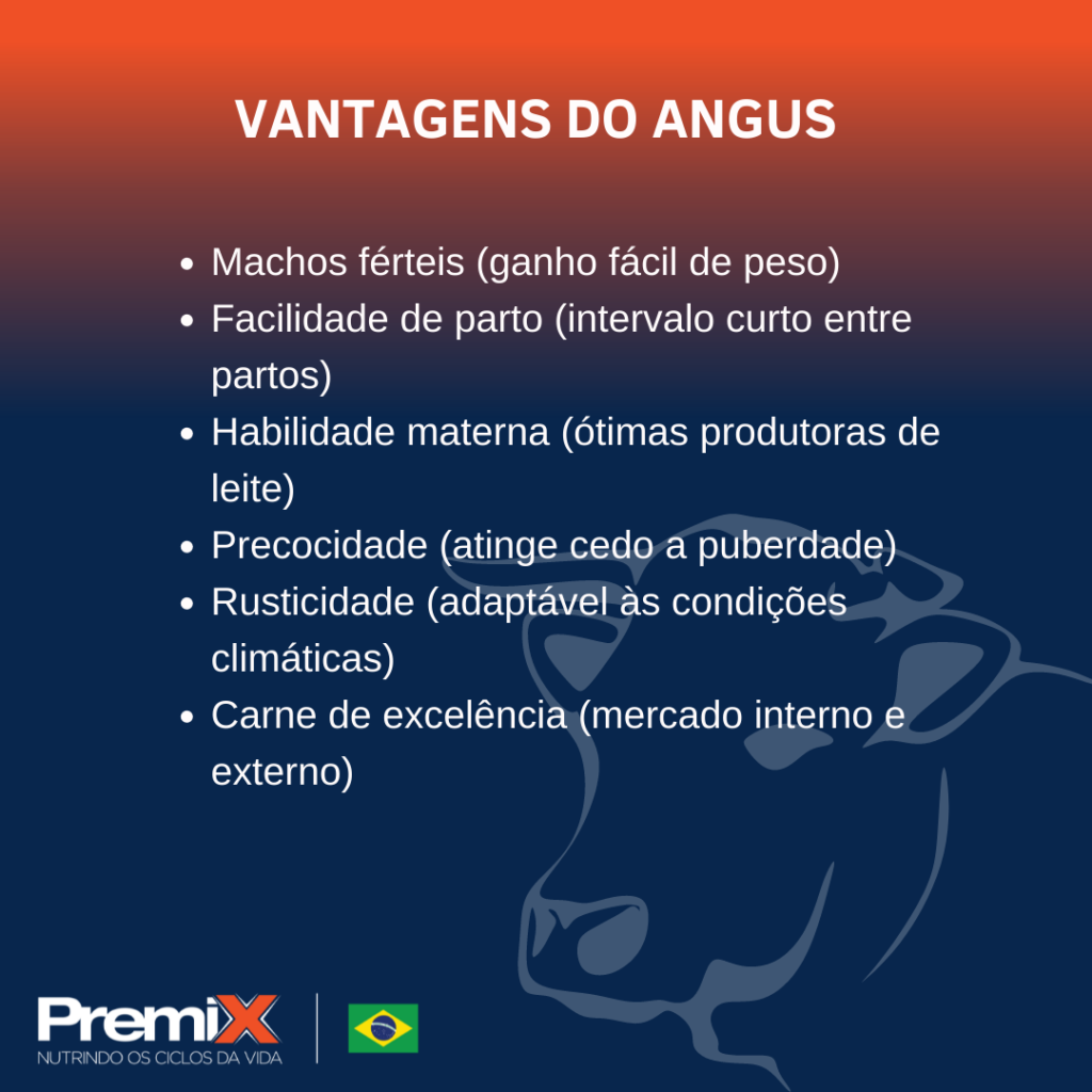 Angus: A raça que vem ganhando cada vez mais espaço