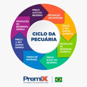 Conheça as diferenças entre cria, recria e engorda