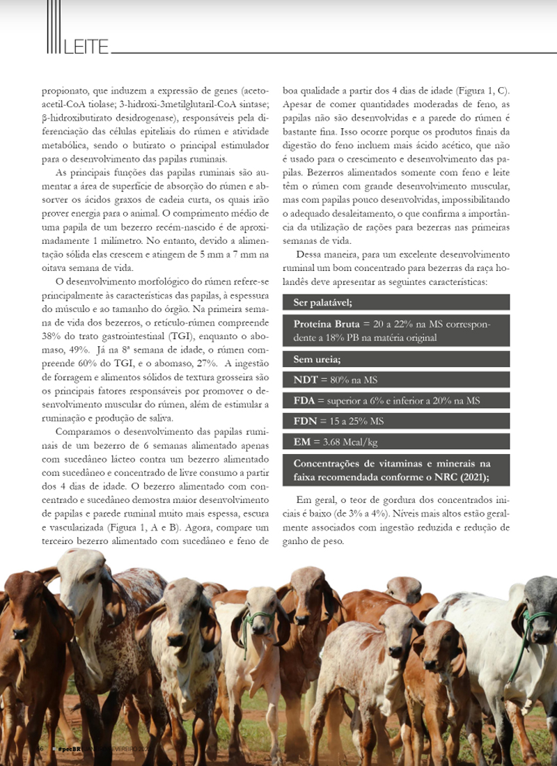 Premix na mídia: artigo sobre alimentação sólida para bezerras na revista Pecuária Brasil 8 pmx pec brasil fev 23 elissa 02