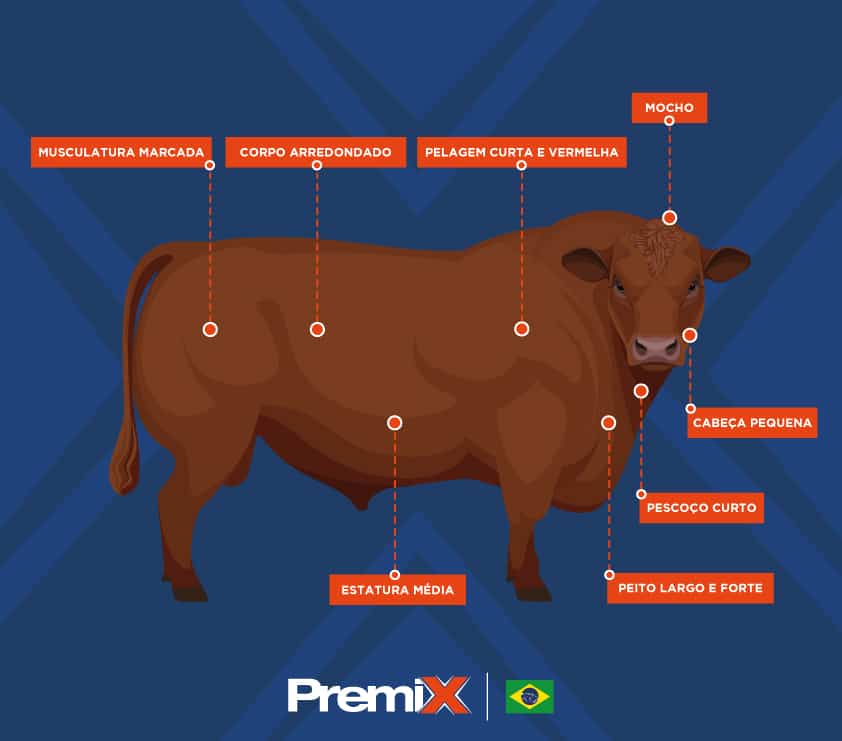 produção de corte de altíssimo rendimento. 4 Sorteio de bovino macho Red Angus com as características indicadas.
